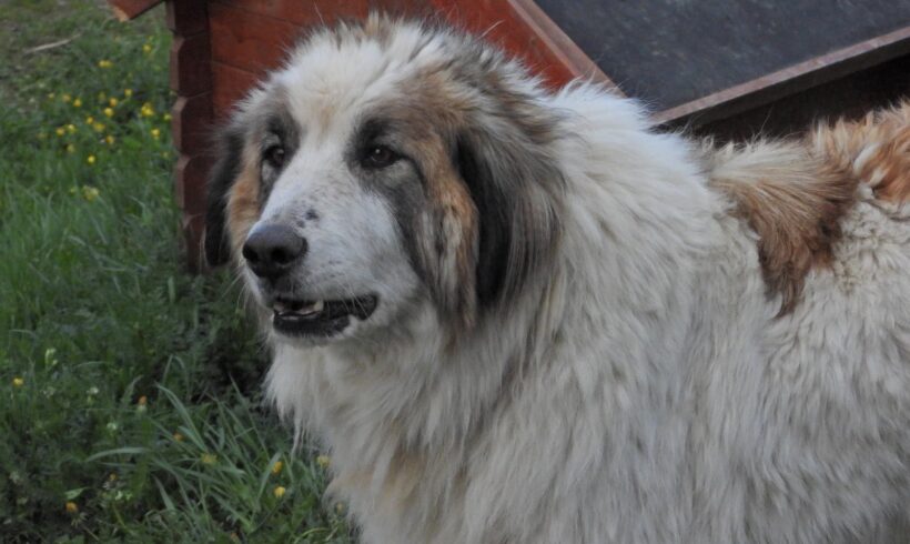 RÜDI