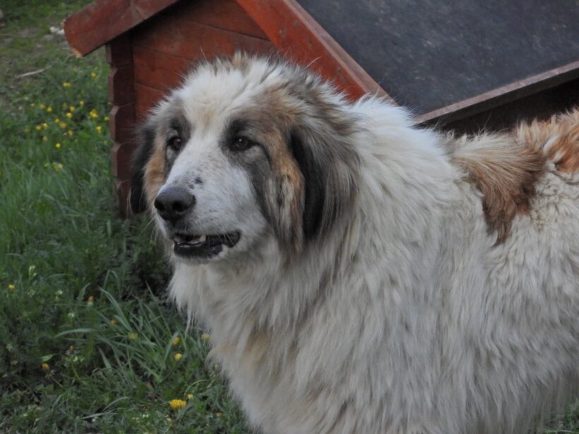 RÜDI