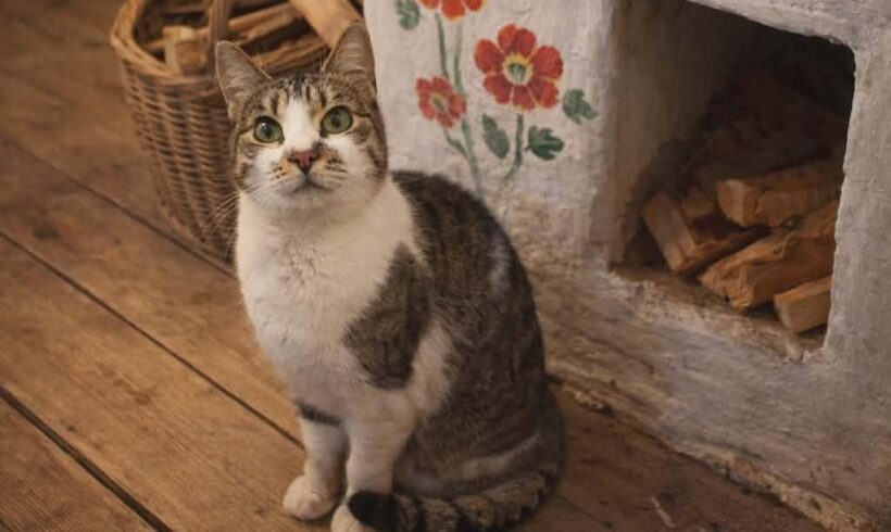 SCHNUPPI
