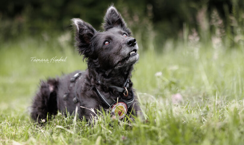 PEPPER