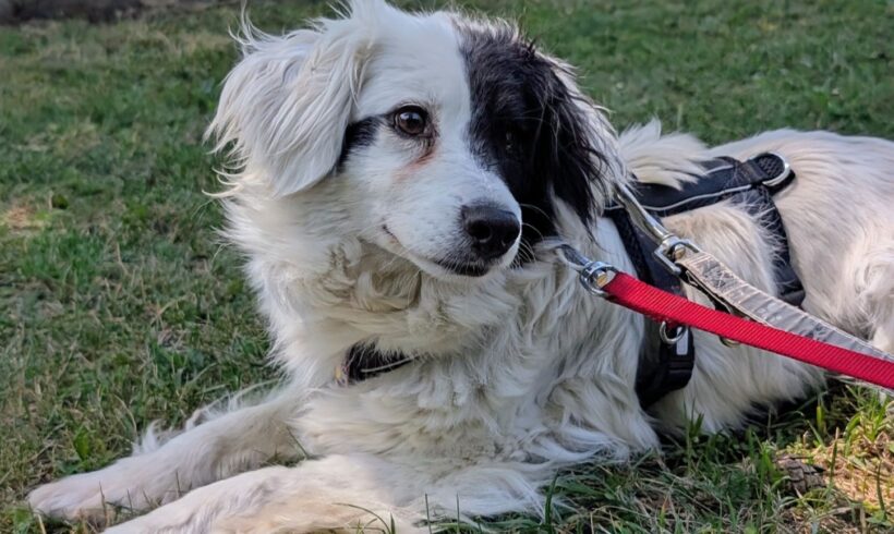 DOMINO