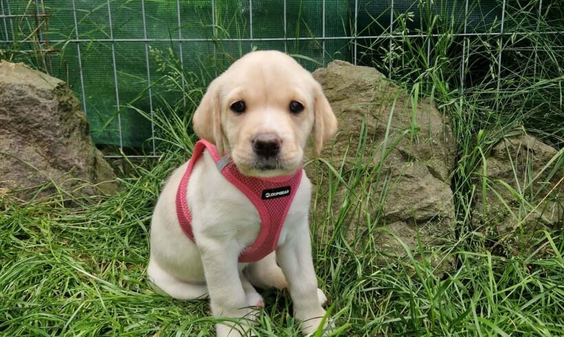 FRIEDA – reserviert