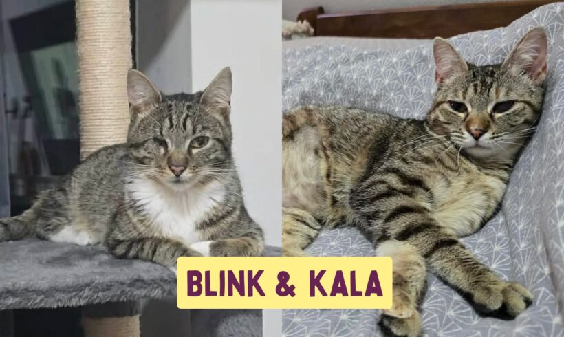 BLINK&KALA
