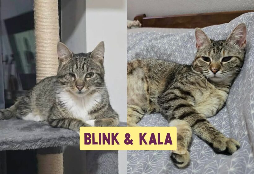 BLINK&KALA BLINK&KALA