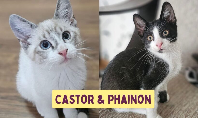 CASTOR&PHAINON