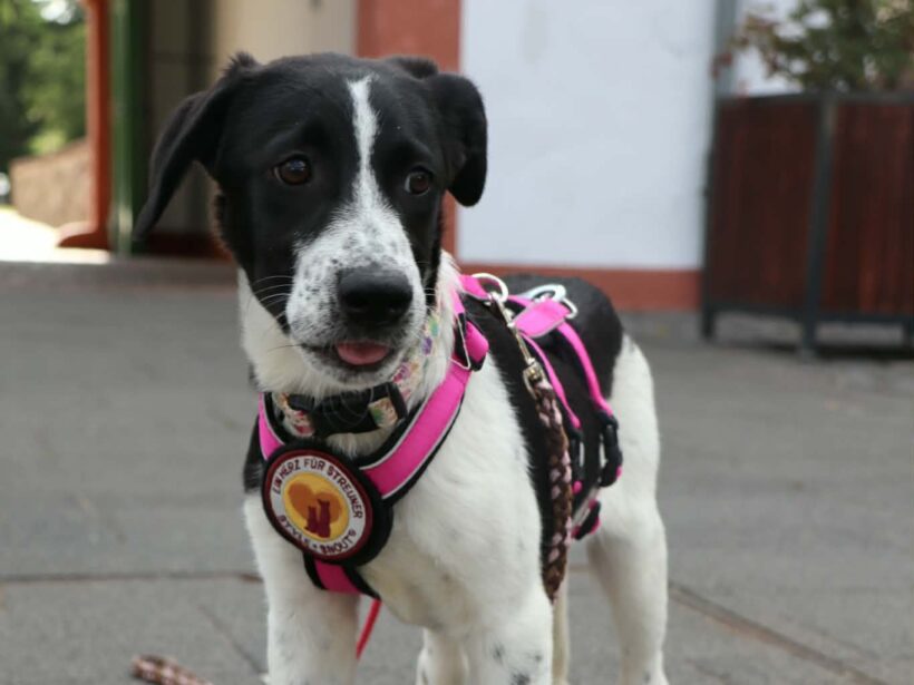 SOFIE