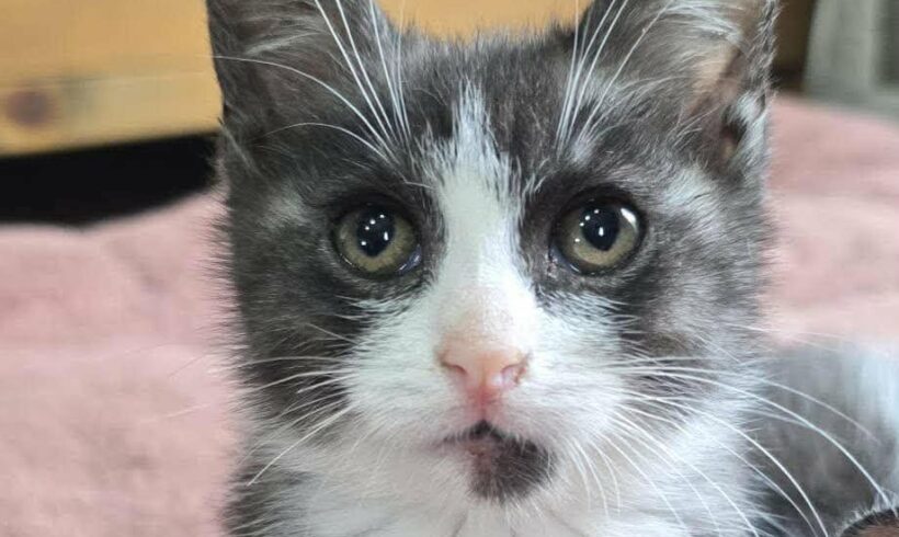 MILO