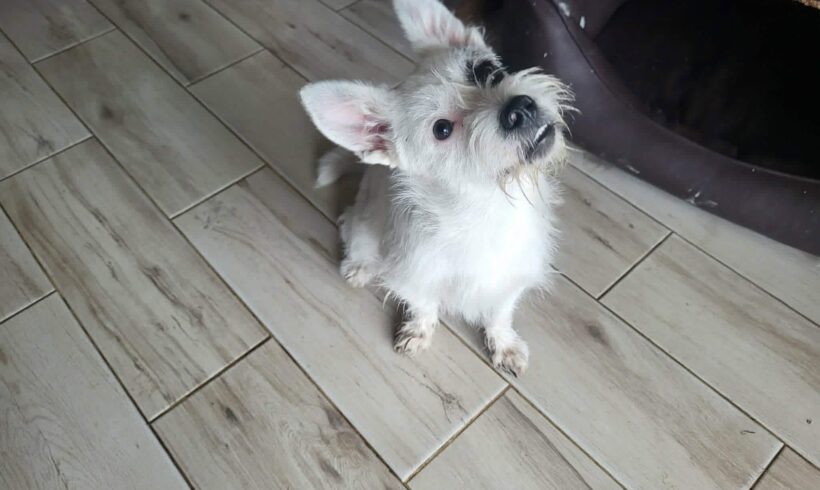 IDEFIX