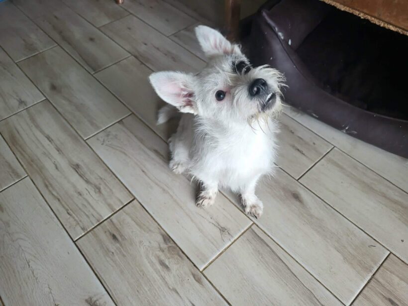 IDEFIX IDEFIX