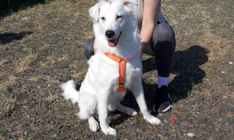PIWKO
