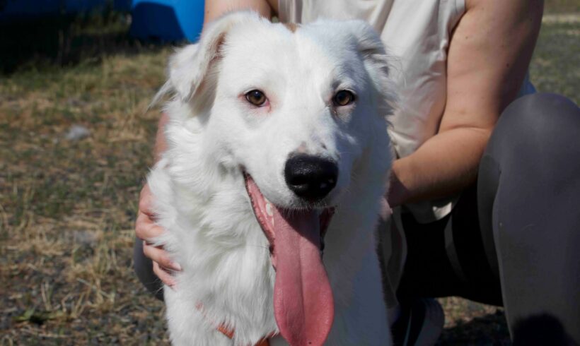 PIWKO