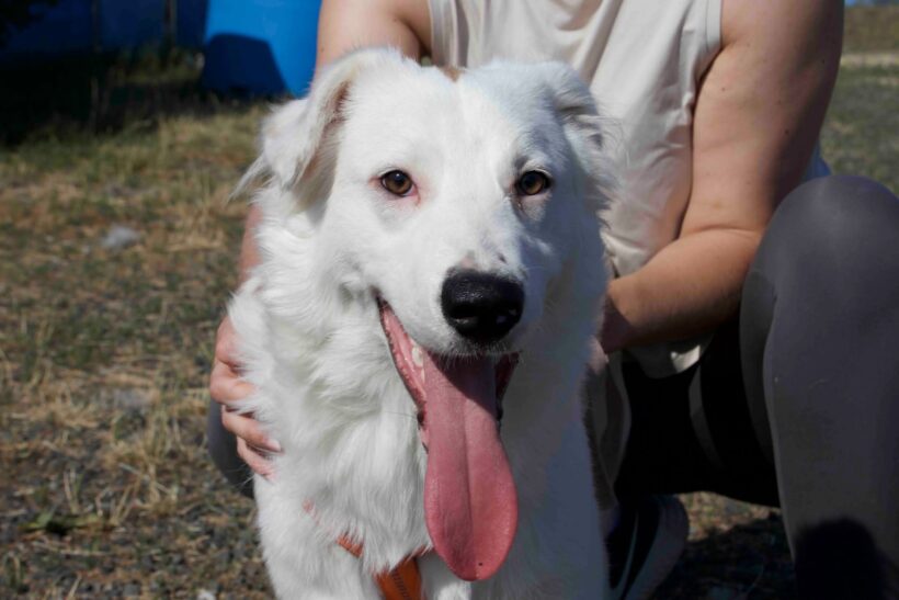 PIWKO
