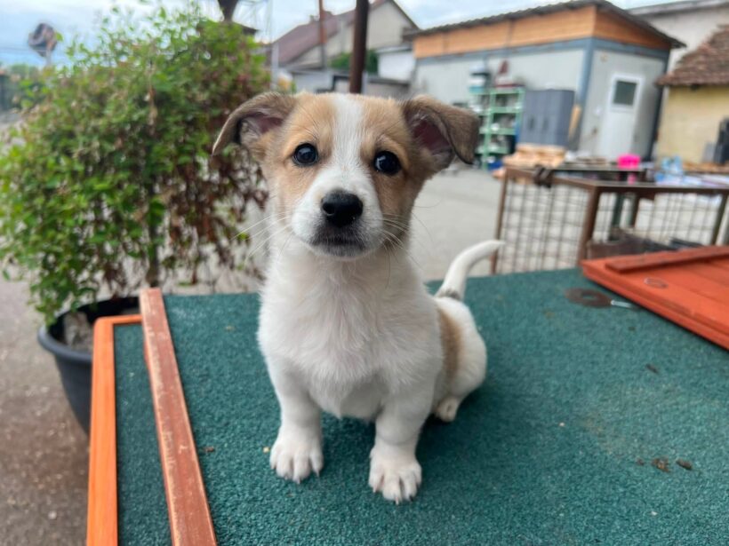 DOTTI
