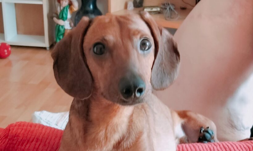 HERBI