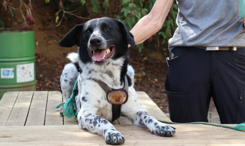 THOMMY