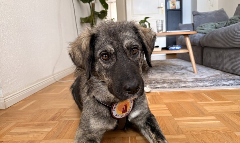 LAIKA