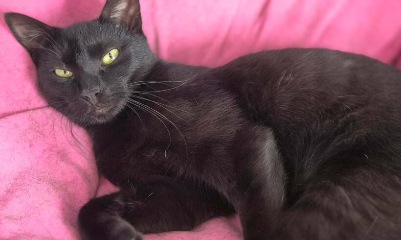 BLACKY