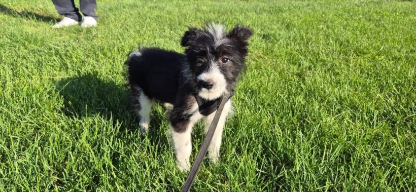 PIPPA PIPPA