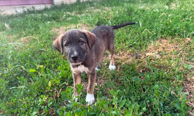 BELLE – reserviert