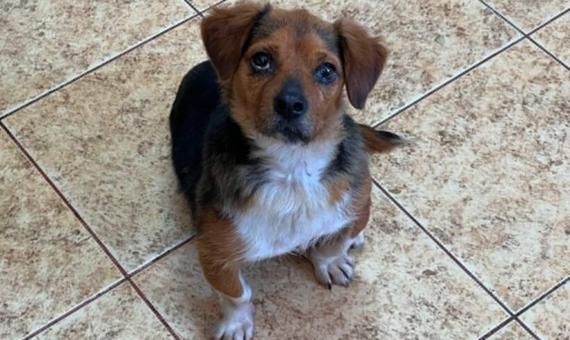 PERLA