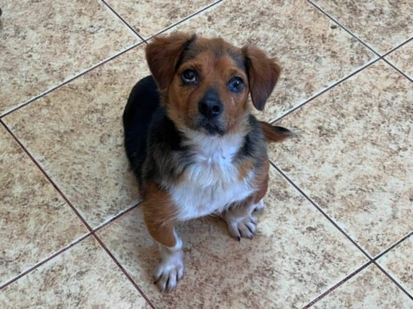 PERLA