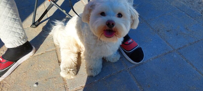 BOBY