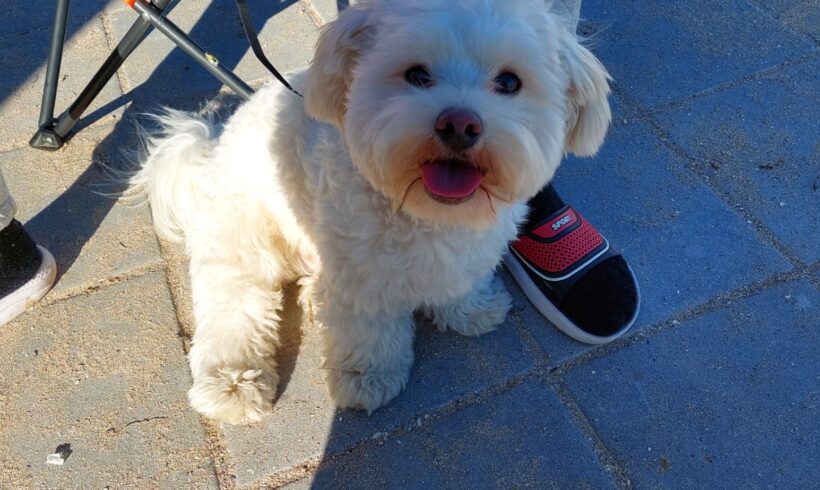 BOBY