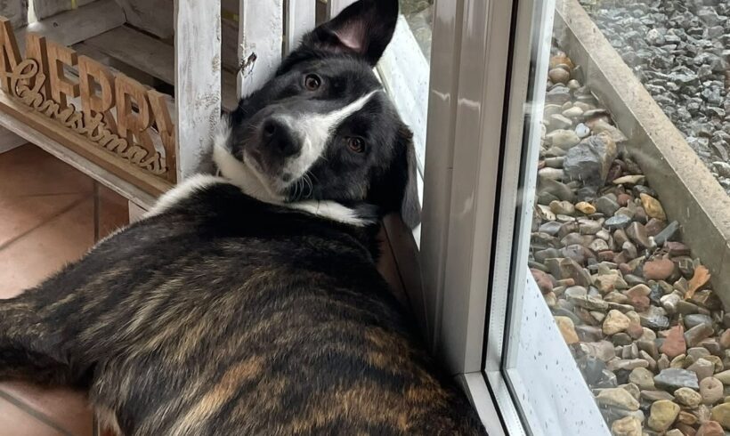 PERCY, jetzt Archie