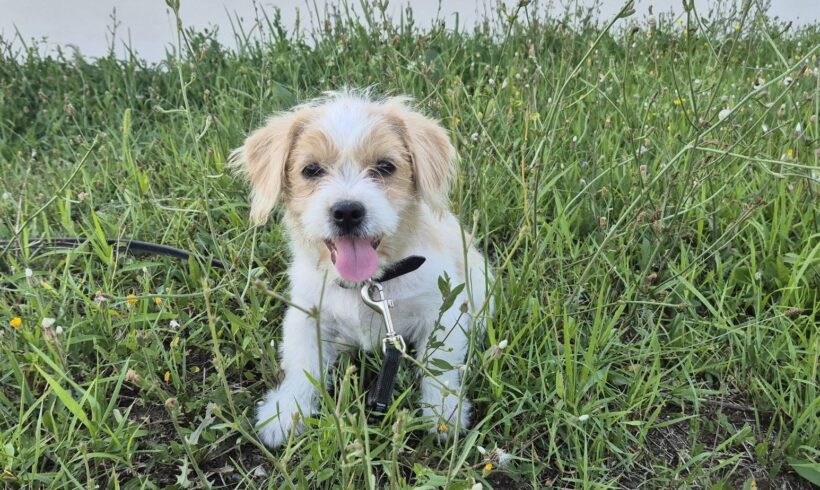 CODY