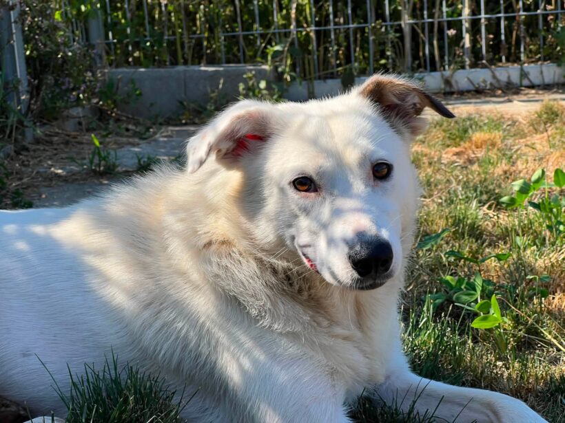 FRITZI