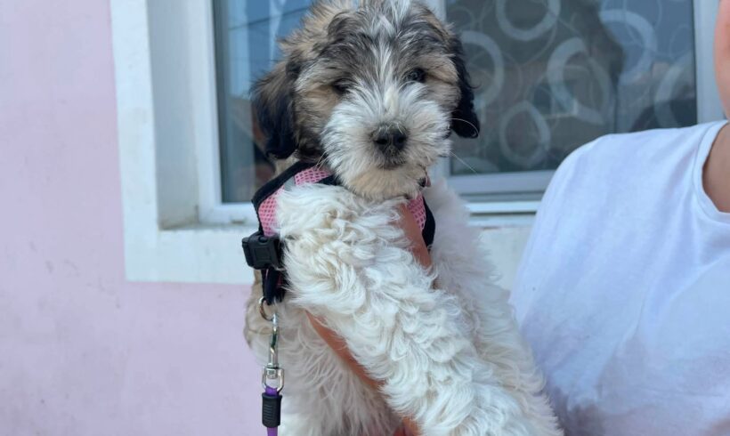 ZIRA