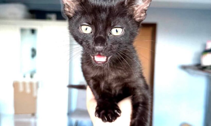 BAT