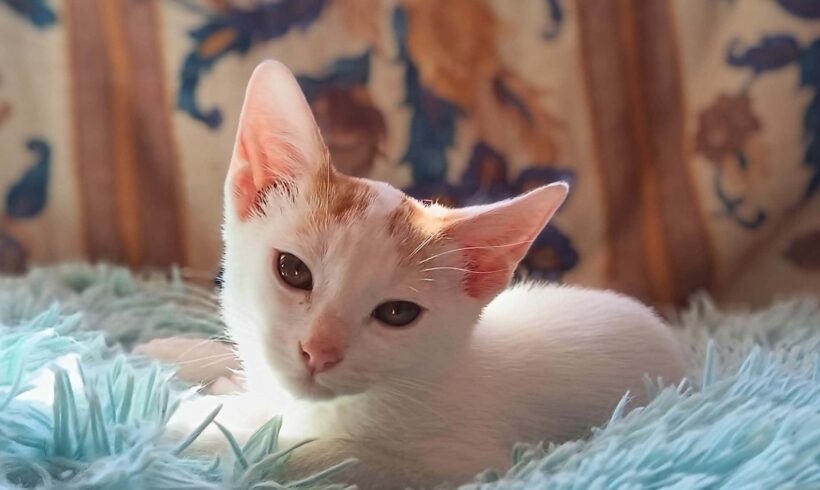 CASANOVA