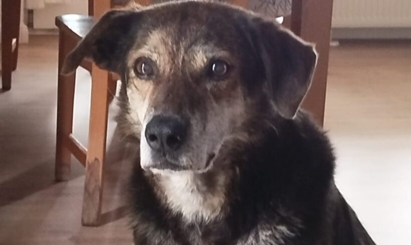 CUJO