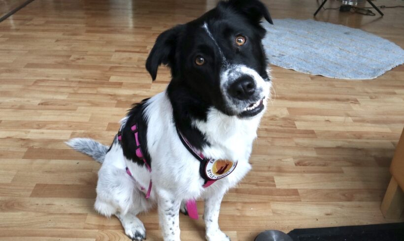PIPER