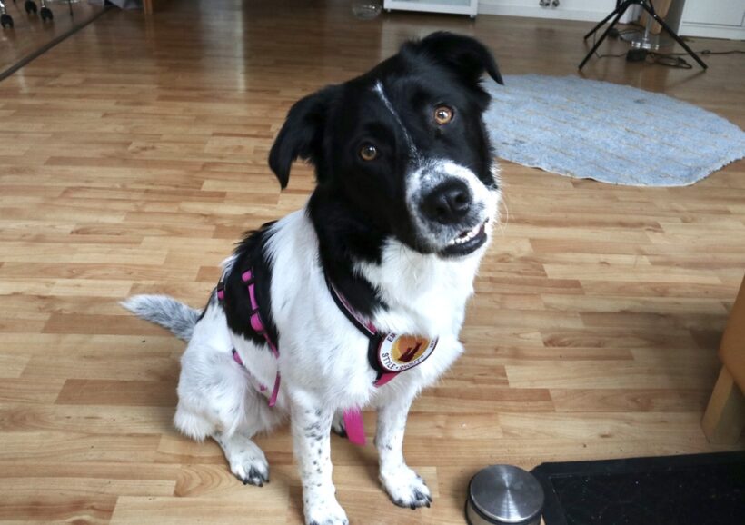 PIPER