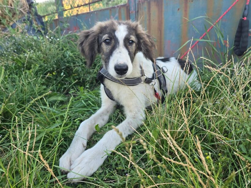 GRETA