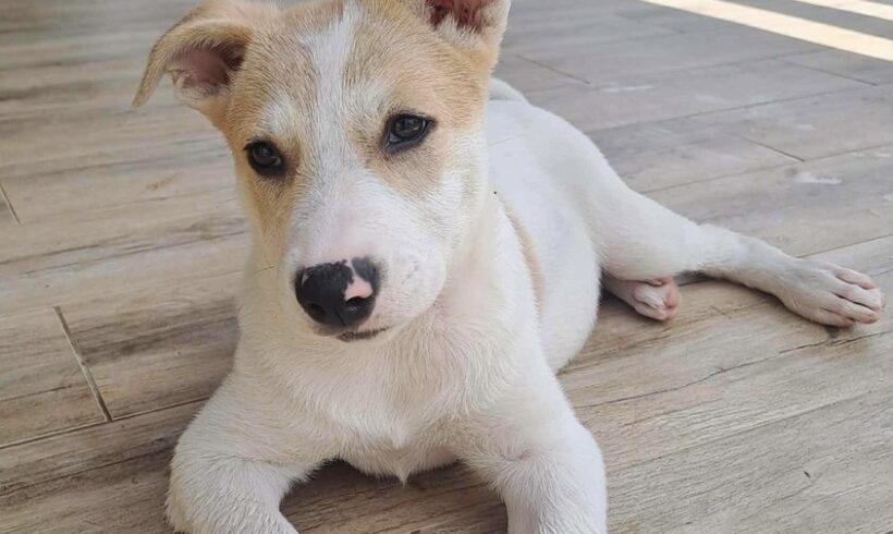 BELLA
