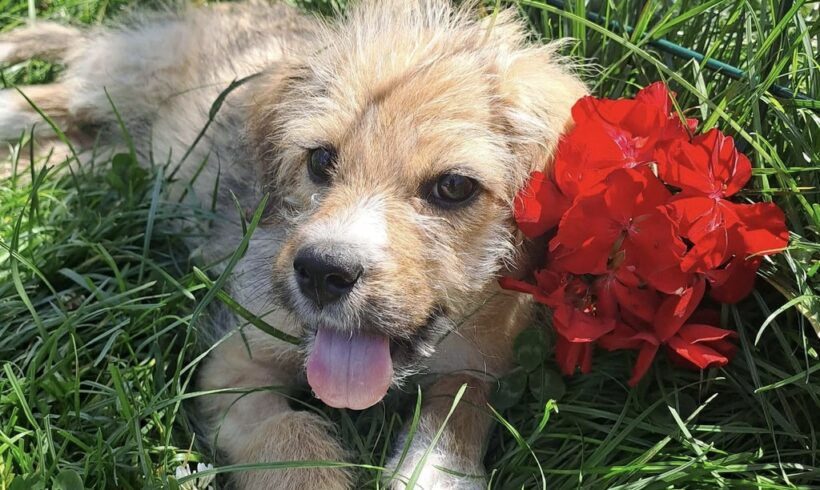 SUKI