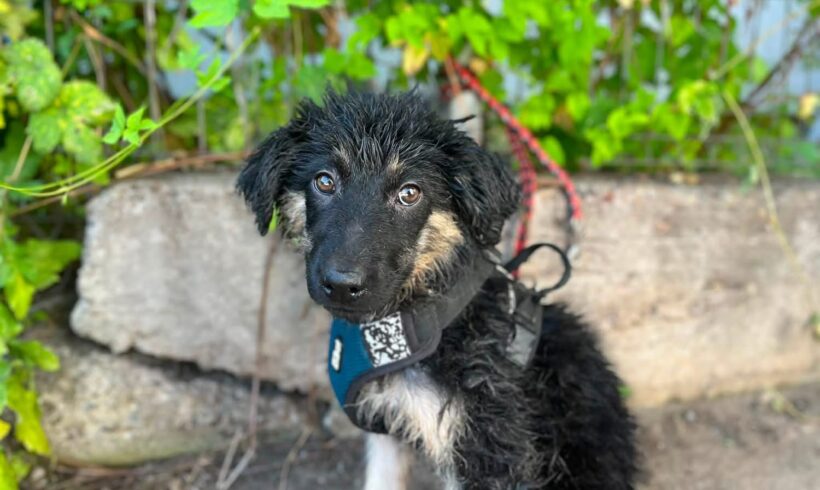 KIRA