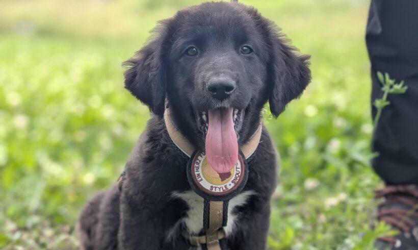 KIKO