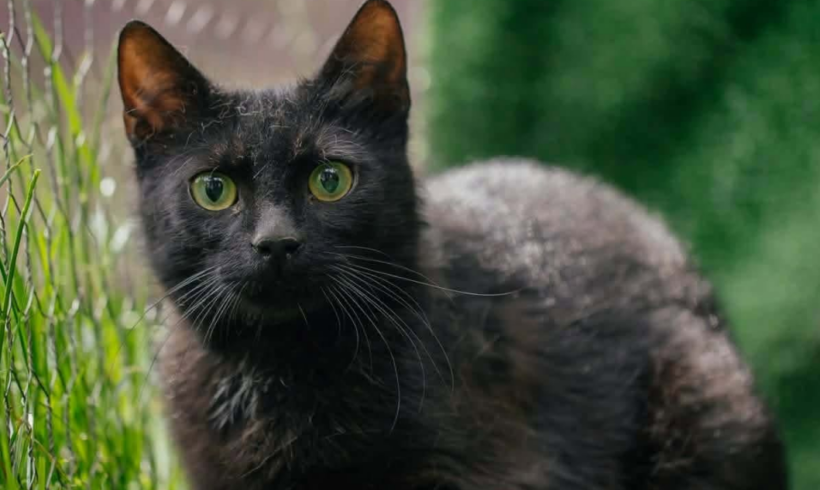 JIJI