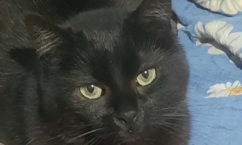 SIR MOKKA