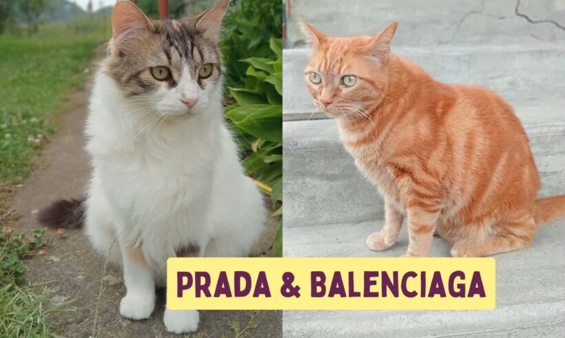 BALENCIAGA&PRADA