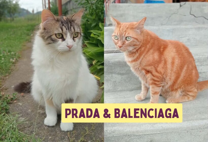 BALENCIAGA&PRADA