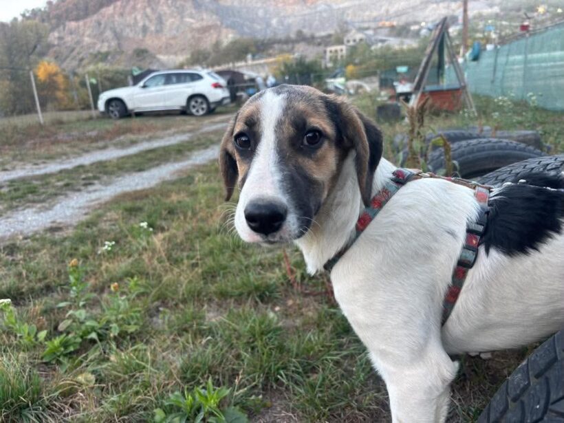 ELSE