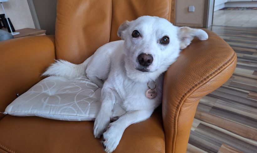 NAPOLEON