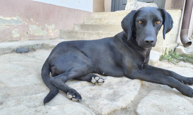 FELICIA