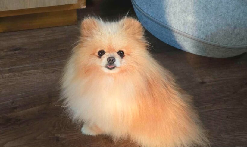 CHICOLINO