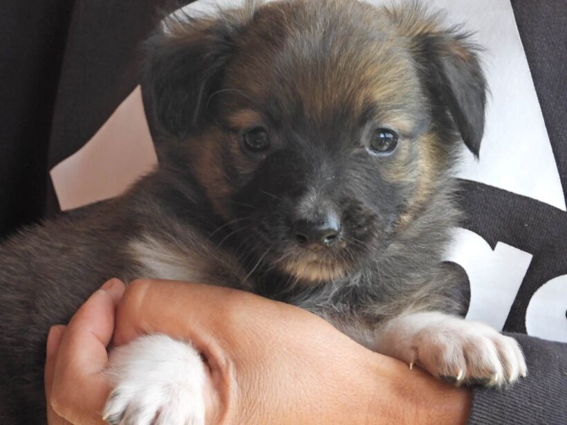 SANCHO